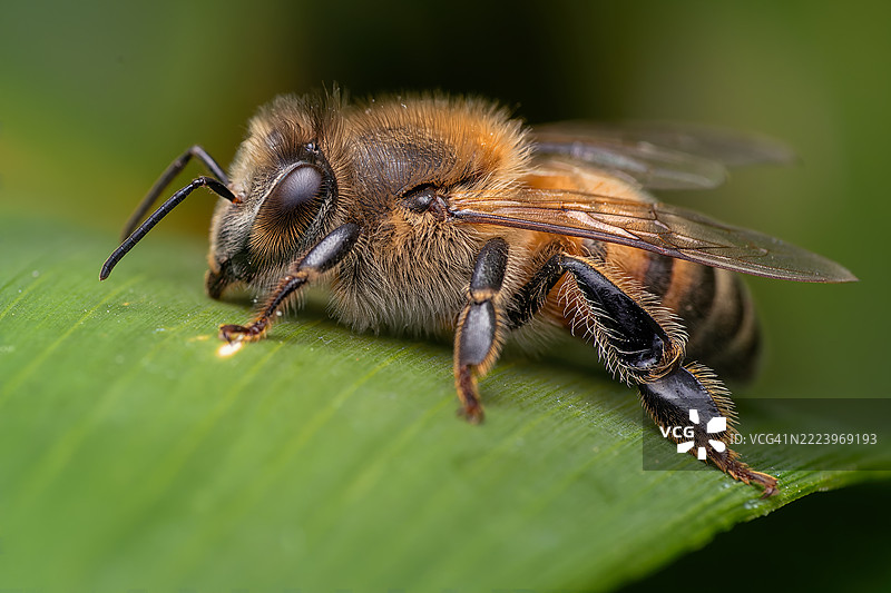 叶子上的昆虫特写，莫雷利亚，墨西哥图片素材