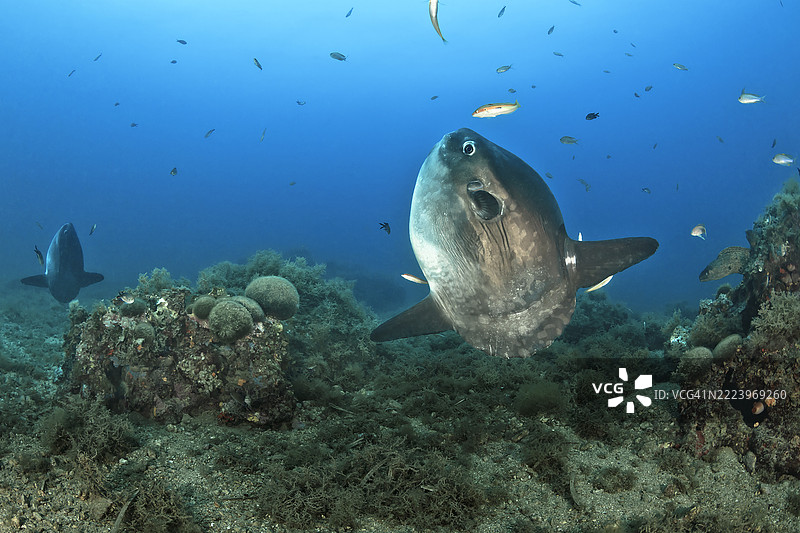 水下游动的鱼特写，西班牙加泰罗尼亚图片素材