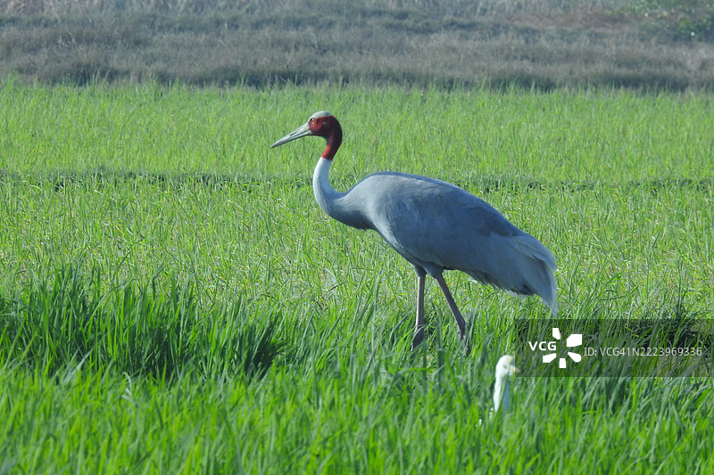 侧面视角的鹤栖息在印度古吉拉特邦的田野上图片素材