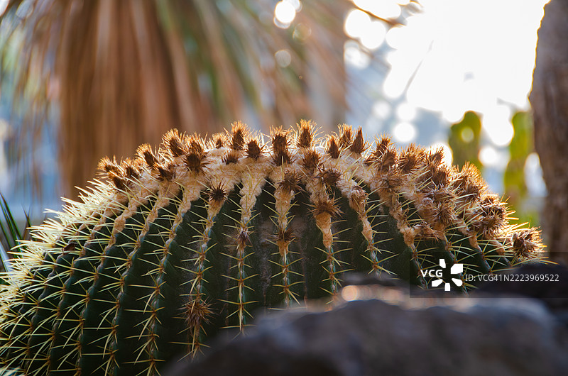 阳光下的金桶仙人掌特写，日本图片素材