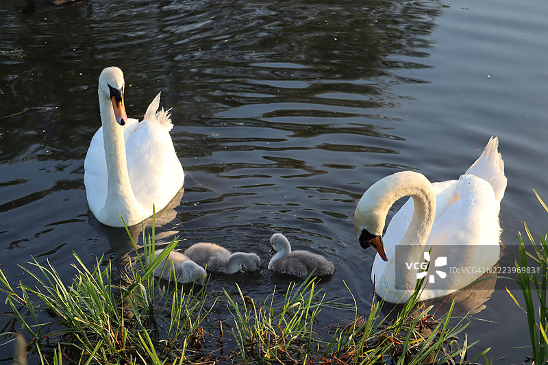 在爱尔兰莱因斯特湖中游泳的天鹅特写镜头图片素材