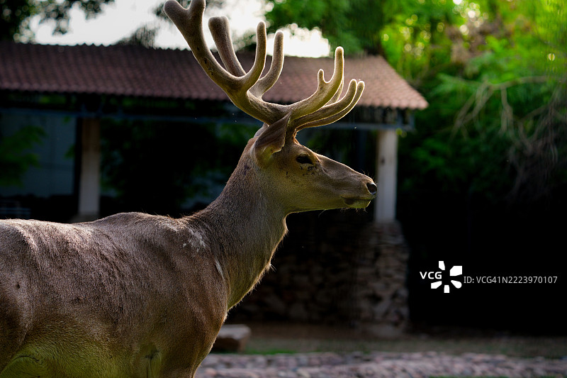 乌兹别克斯坦的红鹿特写图片素材