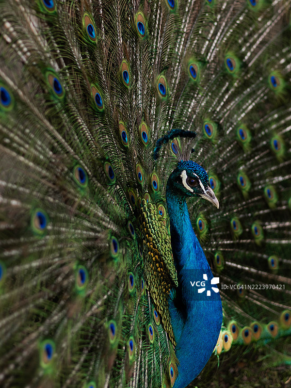 孔雀特写，立陶宛图片素材