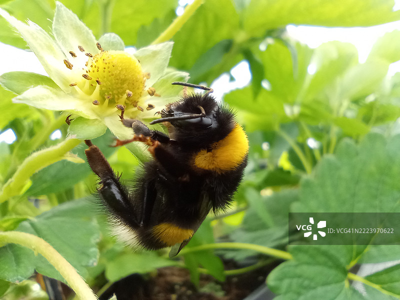 蜜蜂在花朵上的特写，波兰波德卡尔帕奇省斯塔洛瓦沃拉图片素材