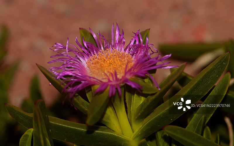 紫色花朵特写，温得和克，霍马斯，纳米比亚图片素材