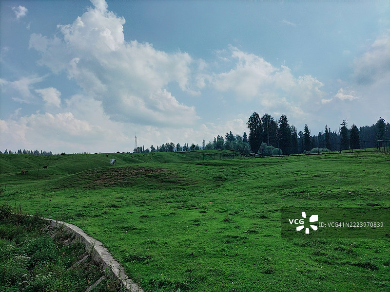 田野上的树木与天空相映成趣图片素材