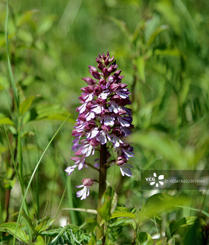 德国耶拿的紫色开花植物特写图片素材