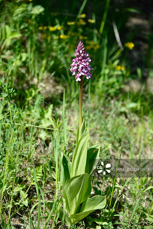 德国耶拿田野上的紫色开花植物特写图片素材