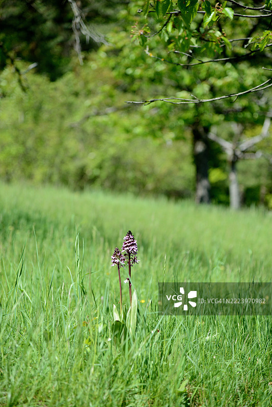 在德国耶拿，绿地上飞翔的风筝图片素材