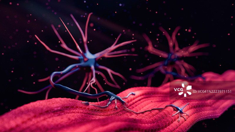 神经肌肉接头图片素材