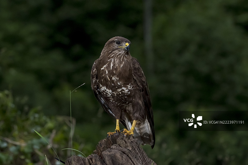 猛禽特写，栖息在木头上，西班牙阿斯图里亚斯公国图片素材