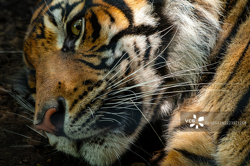 苏门答腊虎特写，德克萨斯州沃科，美国图片素材