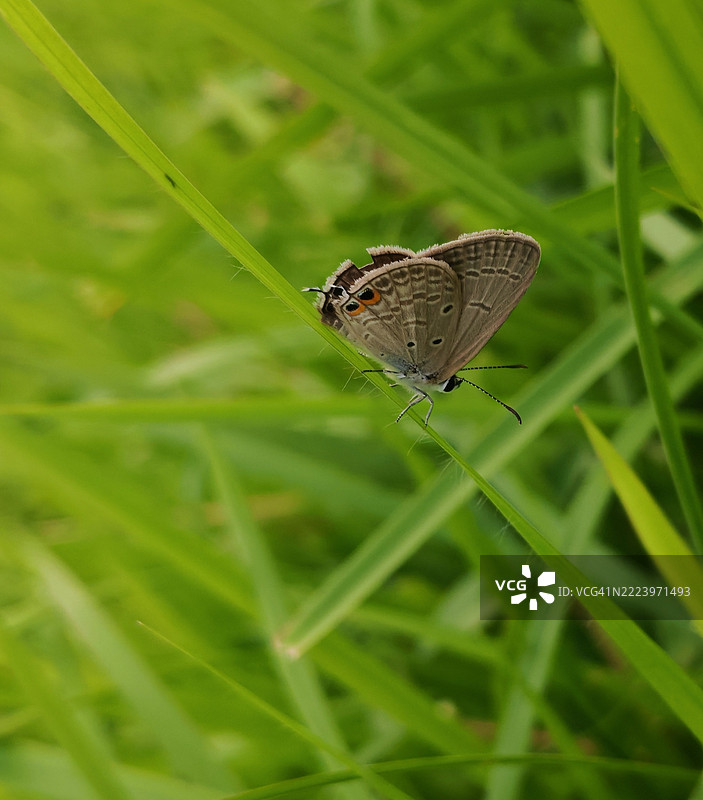 草地上的蝴蝶特写，孟加拉国伊什瓦尔迪乌帕齐拉图片素材