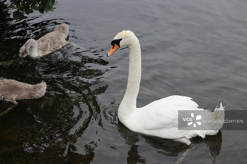 在爱尔兰莱因斯特湖中游泳的天鹅特写镜头图片素材