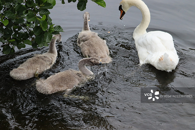 湖中天鹅特写，爱尔兰莱因斯特图片素材