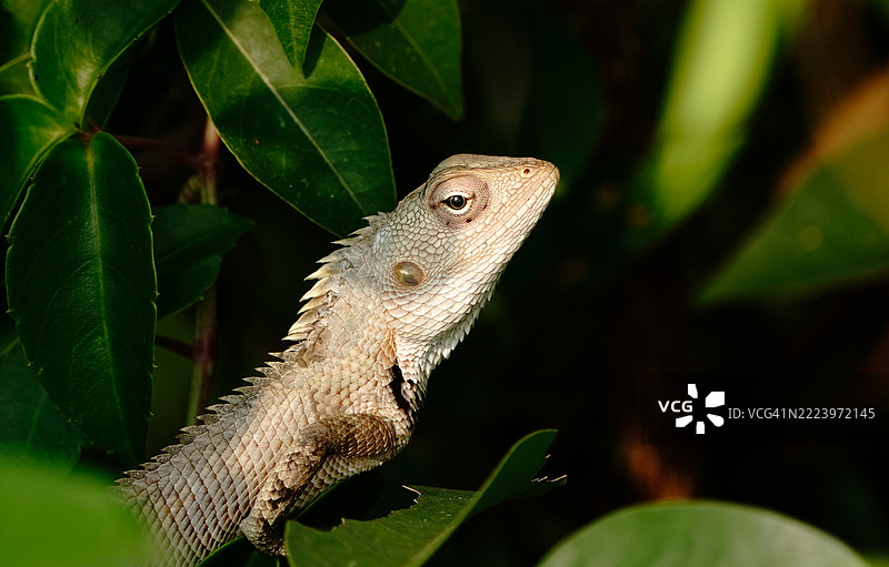 印度喀拉拉邦的胡须龙特写镜头图片素材