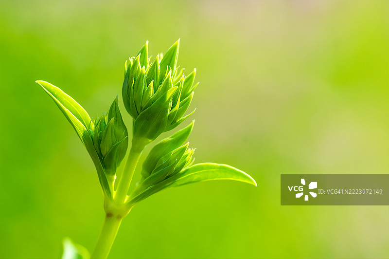 植物特写，奥地利图片素材
