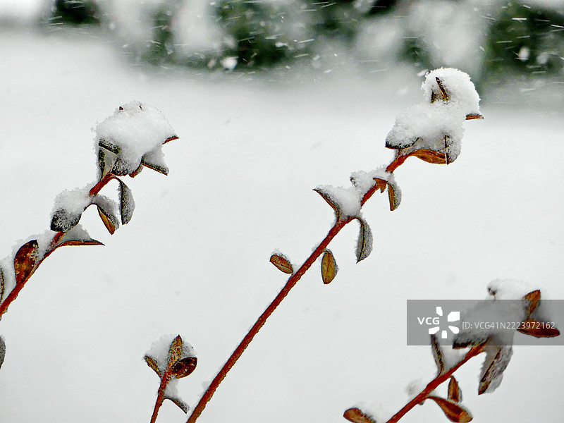 被雪覆盖的植物特写图片素材