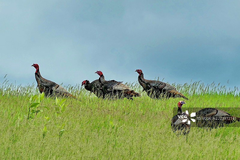野生火鸡在山丘上漫步图片素材
