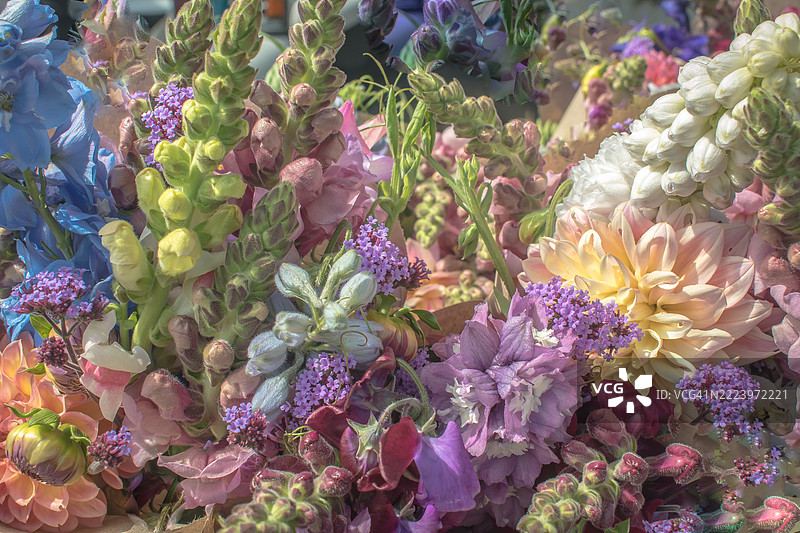 加利福尼亚州福图纳市的紫色开花植物特写图片素材