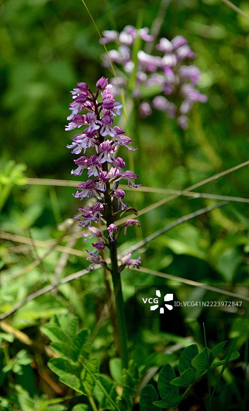 德国耶拿田野上的紫色开花植物特写图片素材
