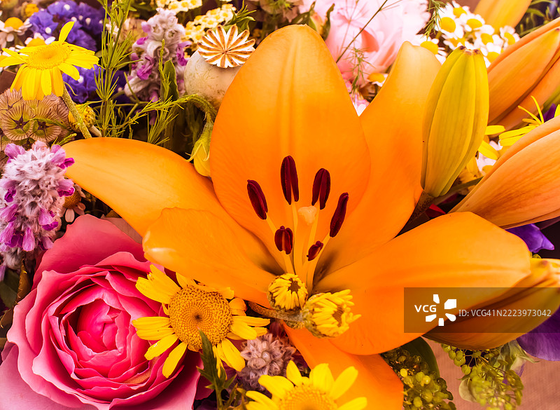 加利福尼亚州福图纳的黄色花朵特写图片素材