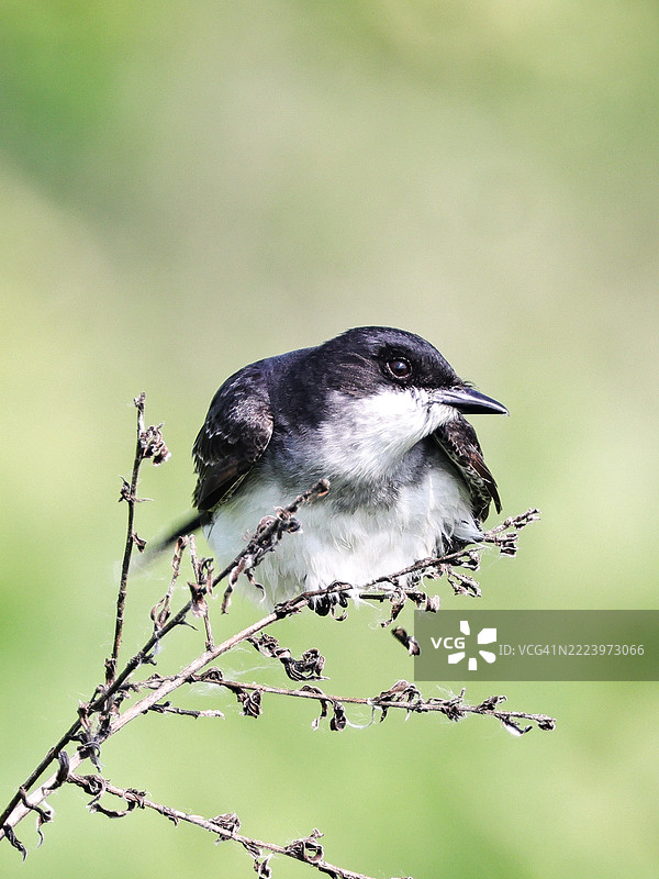 停在植物上的鸣禽特写，布莱尔，内布拉斯加州，美国图片素材