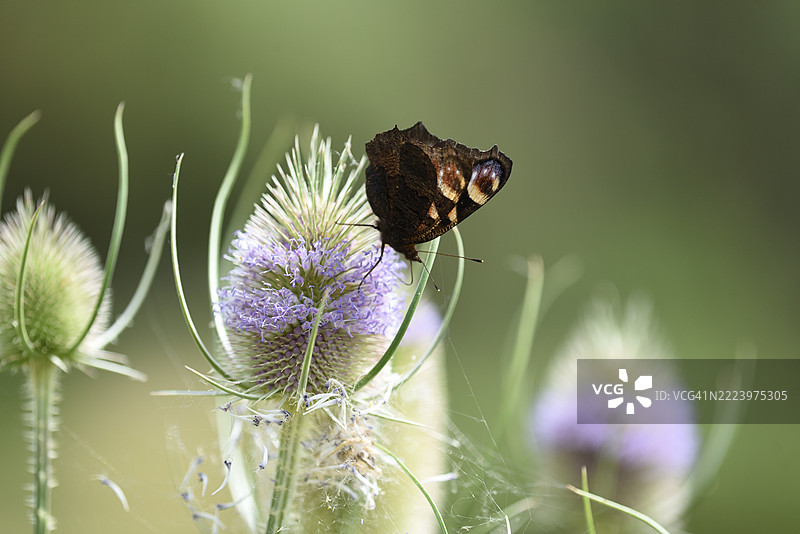 紫斑蝶栖息在大蓟上图片素材