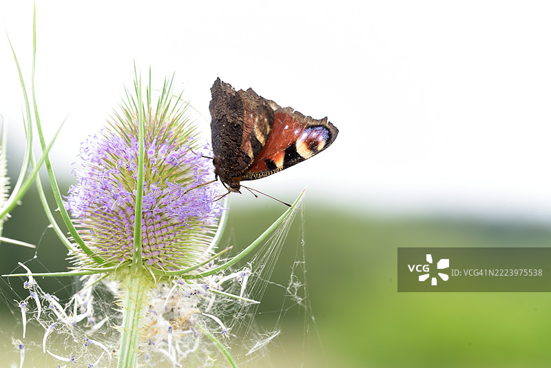 紫斑蝶栖息在大蓟上图片素材