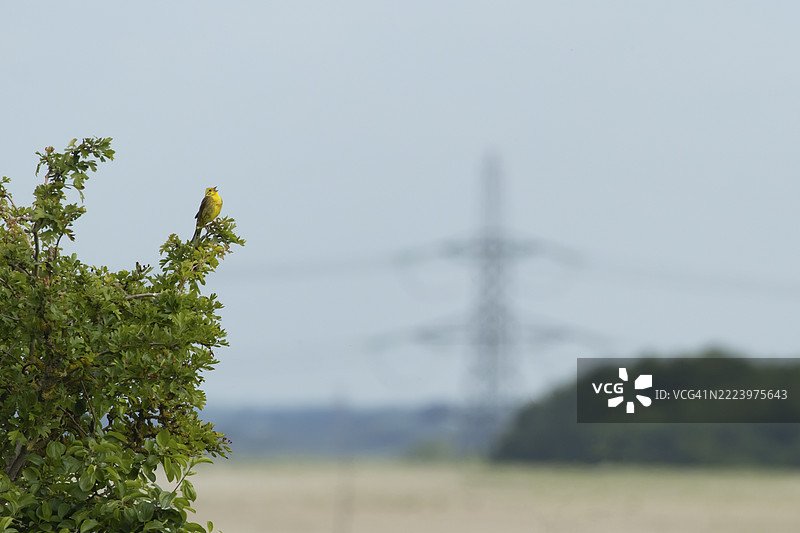 黄鹀（Emberiza citrinella）成年雄鸟在英国的山楂（Crataegus monogyna）灌木丛中鸣唱，欧洲。图片素材