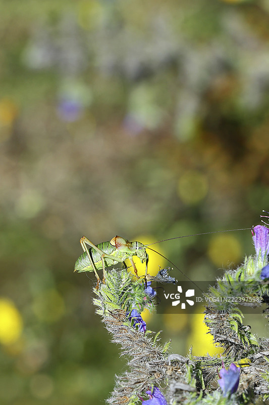 草原鞍背蚱蜢（Ephippiger ephippiger），雄性，栖息在毒蛇蓝花（Echium vulgare）上，背景虚化，叶蝉，长指蚱蜢，德国红色名录，特别保护物种，濒危。图片素材