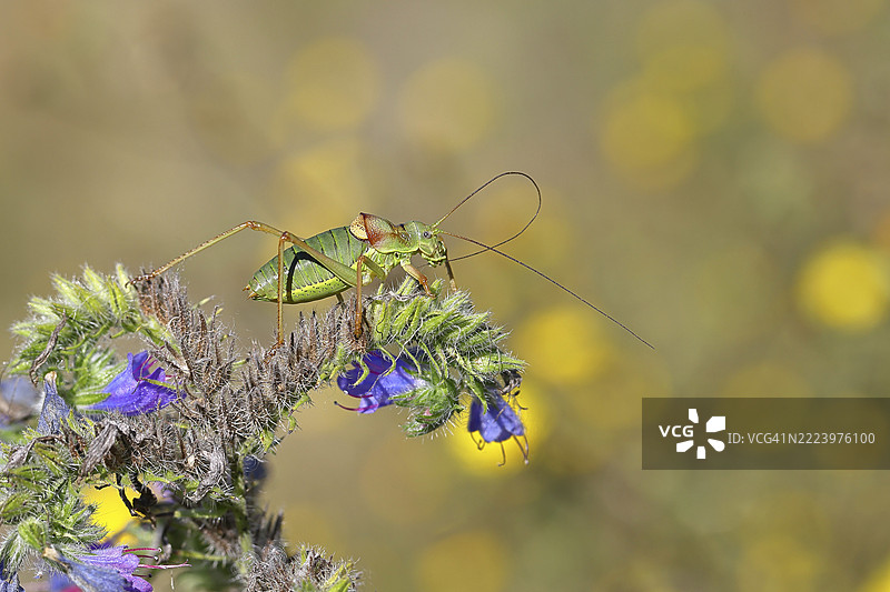 草原鞍背蝗虫（Ephippiger ephippiger），雄性，栖息在毒蛇蓝花（Echium vulgare）上，背景虚化，叶蝉，长指蝗虫，德国红色名录，特别保护物种，濒危。图片素材
