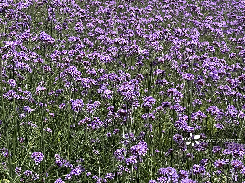 马鞭草花图片素材