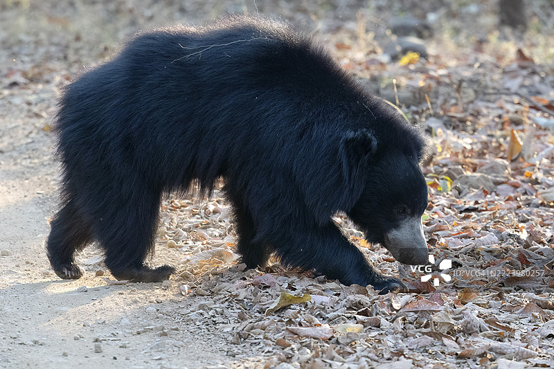树懒熊（Melursus ursinus），熊（Ursidae），食肉动物（Carnivora），巴鲁，萨图普拉国家公园，老虎保护区，中央邦，帕赫马尔希生物圈保护区，印度，亚洲图片素材