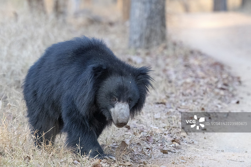 树懒熊(Melursus ursinus),熊(Ursidae),食肉动物(Carnivora),巴鲁,萨图普拉国家公园,老虎保护区,中央邦,帕赫马尔希生物圈保护区,印度,亚洲图片素材