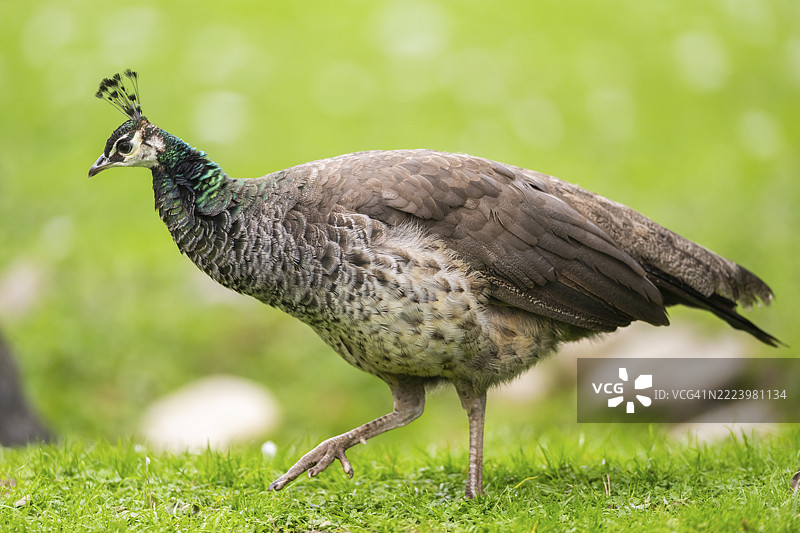 印度孔雀（Pavo cristatus）在德国巴伐利亚的草地上行走图片素材