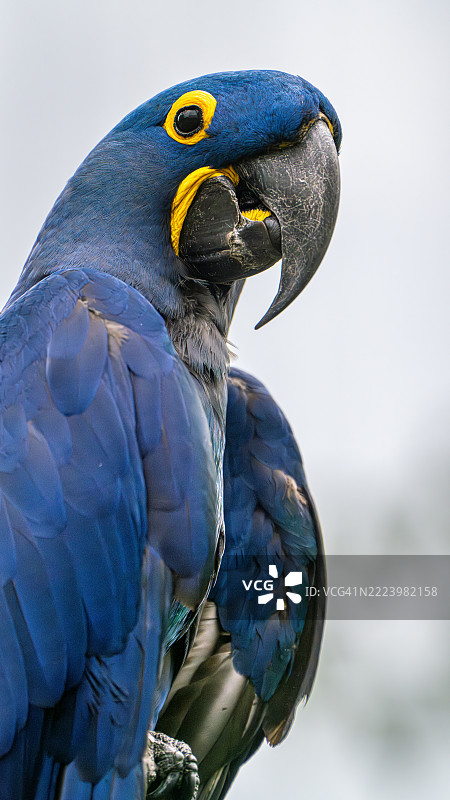 新加坡的蓝鹦鹉特写镜头图片素材