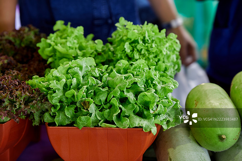 新鲜有机绿橡叶生菜在花盆中生长图片素材