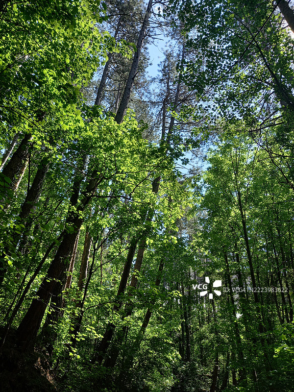 保加利亚索非亚市省的森林树木图片素材