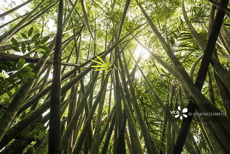 巨型竹子的丛林，泰国，苏拉特塔尼，攀牙，考索国家公园，亚洲图片素材