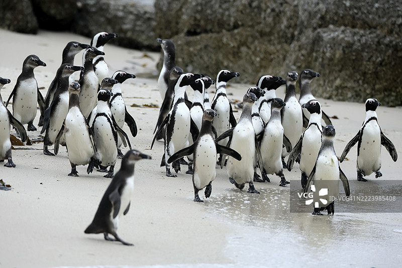 非洲企鹅(Spheniscus demersus),成年,群体,沙滩,博尔德斯海滩,西蒙镇,西开普省,南非,非洲图片素材