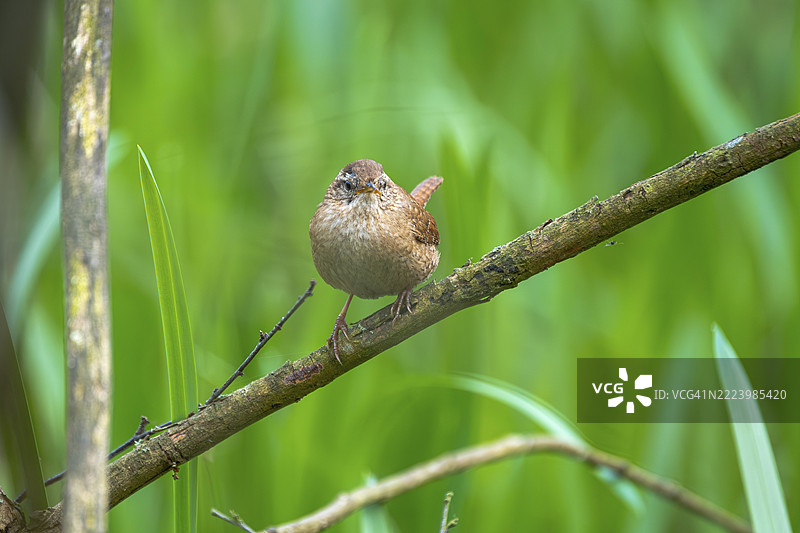 一只鹪鹩(Troglodytes troglodytes)栖息在树枝上,动物照片,鸟类,鸟种,自然照片,野生动物,动物群,斯坦胡德湖,马尔多夫,纽斯塔特·阿姆·吕本贝尔格,汉诺威地区,下萨克森,德国,欧洲图片素材
