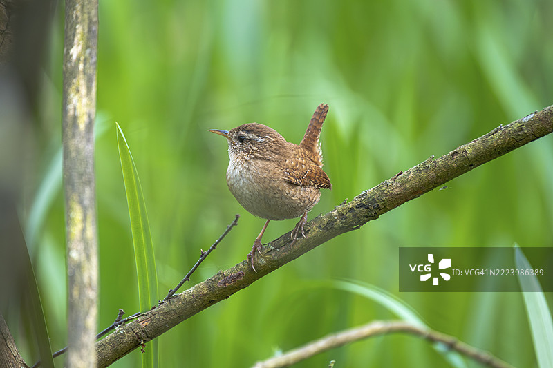 一只鹪鹩(Troglodytes troglodytes)栖息在树枝上,动物照片,鸟类,鸟种,自然照片,野生动物,动物群,斯坦胡德湖,马尔多夫,纽斯塔特·阿姆·吕本贝尔格,汉诺威地区,下萨克森,德国,欧洲图片素材
