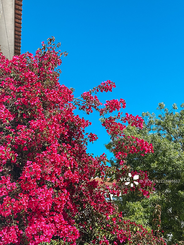 卡斯凯什的花朵特写图片素材
