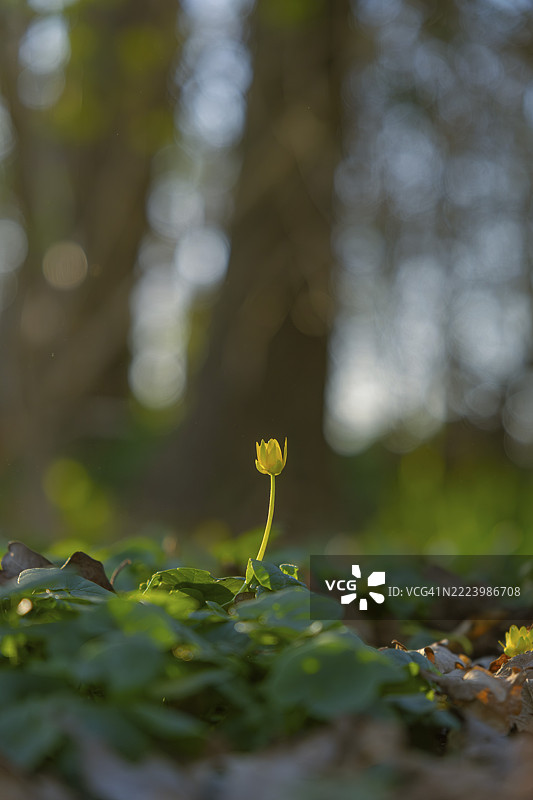 春季小黄花(Ficaria verna)的自然摄影,植物,花卉,德国下萨克森州海德克赖斯特施特的施瓦姆施泰特自然照片图片素材