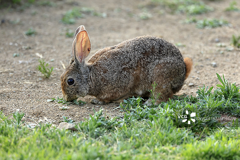 灌木兔（Lepus saxatilis），成年，觅食，警觉，南非东开普省山斑马国家公园，非洲图片素材