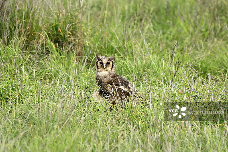 奶鹰鸮（Ketupa lactea），成年，警觉，栖息在地面，觅食，克鲁格，克鲁格国家公园，南非，非洲图片素材