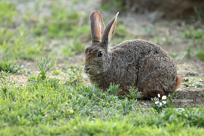 灌木兔(Lepus saxatilis),成年,觅食,警觉,南非东开普省山斑马国家公园,非洲图片素材