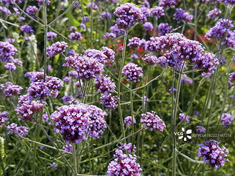 紫顶马鞭草，阿根廷马鞭草（Verbena bonariensis）图片素材