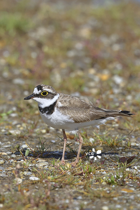 小环颈鸻（Charadrius dubius）成年鸟站在湖岸的砾石堤上，野生动物，奥地利布尔根兰州的诺伊西德尔湖国家公园，欧洲图片素材